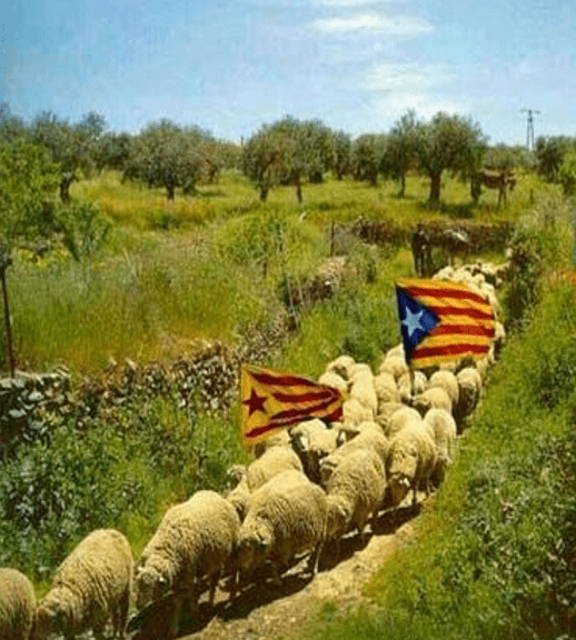ovejas