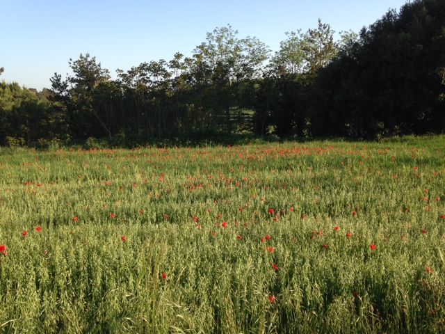 amapolas